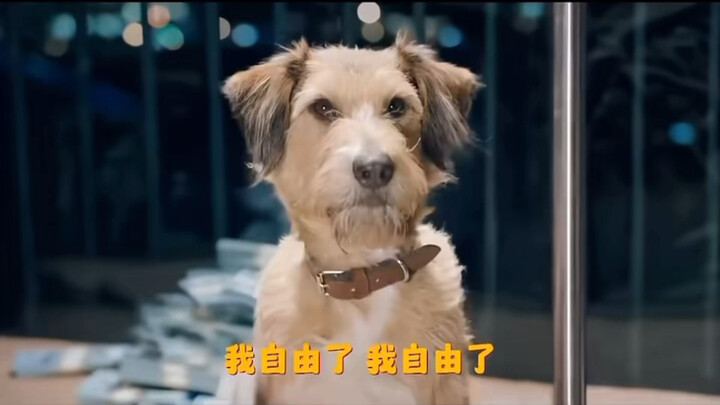 Dog: I’m getting such a steal… Hahahahahaha!