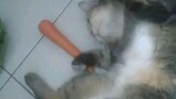 cat 🐱x carrot 🥕