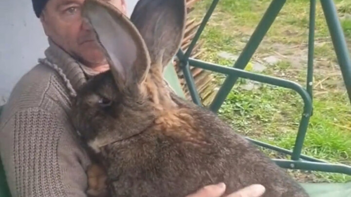 流浪小兔子散步时捡到一只小姐姐，把它送给姥爷姥姥后体型令人惊掉下巴