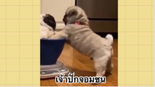 เพื่อนตัวน้อย สัตว์เลี้ยงแสนซน : เจ้าปั๊กจอมซน