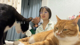 أمي!! انظري إلى القطط التي وجدتها!