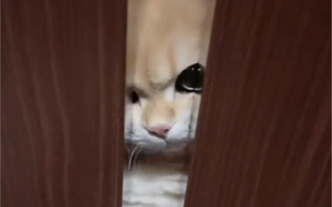 "Tôi sẽ chết đói ngay thôi!"
