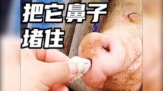 إنه يشخر أثناء النوم، سأسدّ أنفه وأرى هل سيستمر في الشخير أم لا.