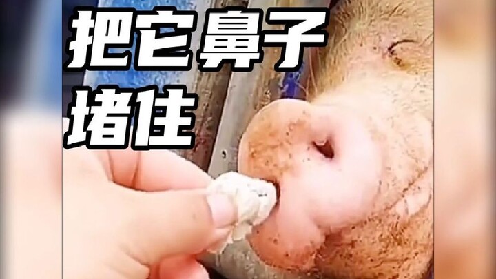 It snores when it sleeps, so let's plug its nose and see if it still snores.