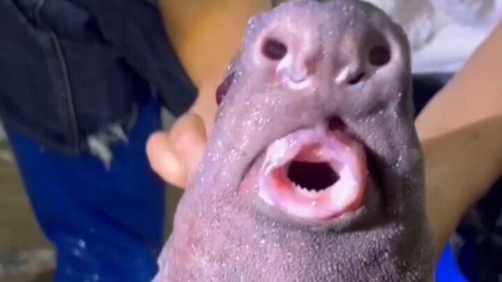 Identifying Popular Marine Creatures (2)