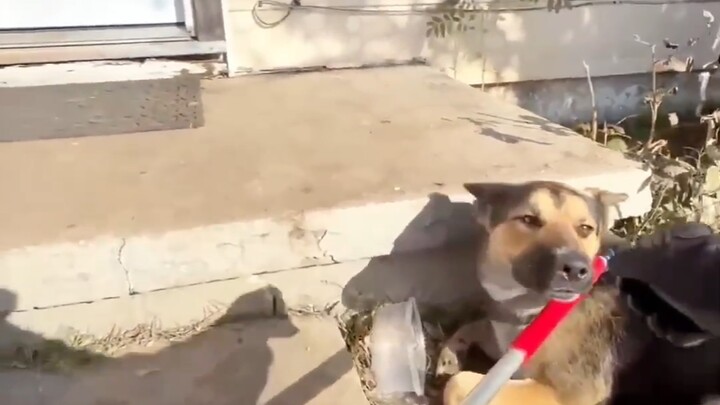 เจ้าของไม่อยากเลี้ยง ก็เลยใส่ความว่าหมาบ้า