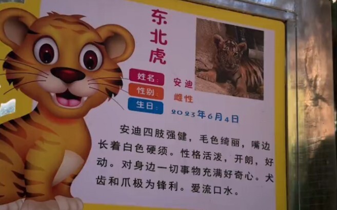 Isn’t this Siberian tiger a bit thin?