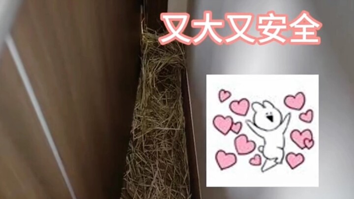 Rabbit: After all my hard work over so many days to line your nest, you only laid one egg?!?!