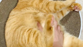 So adorable—cats can consciously protect their owners too!