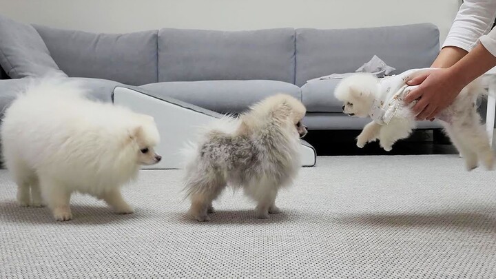 The dog sisters are surprisingly shy around strangers!