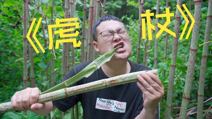 国外无法消灭的虎杖,我们小时候却拿来当零食吃,看一眼就要流口水
