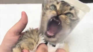 Kucing-kucing yang sedikit berbeda