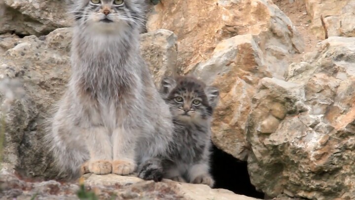 【Pallas’s Cat】Ibu dan anak-anaknya!