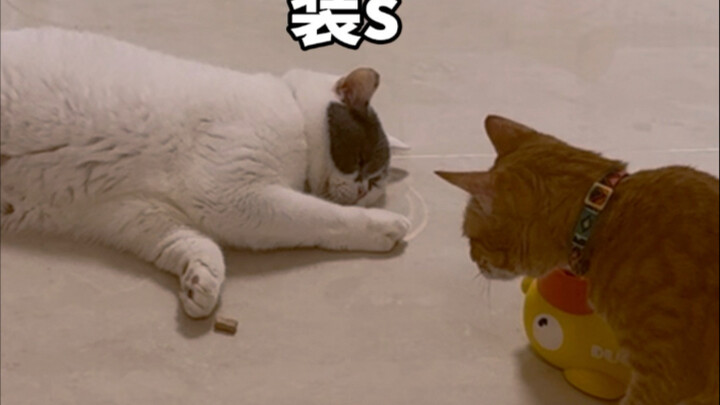 Ngebutin stok murah...