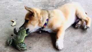 Reptil|Anak Anjing dan Katak Lembu
