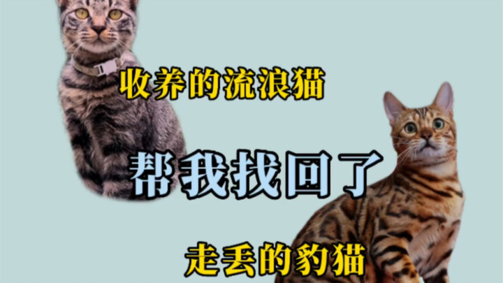 My cat’s intelligence has once again blown my mind! The video is long, but it’s totally worth watchi