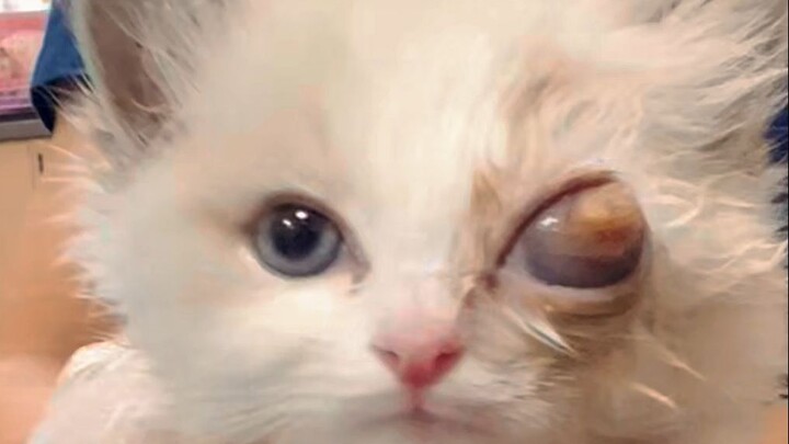 This cat was born with heterochromia and is a prodigy in the art of cultivation~!