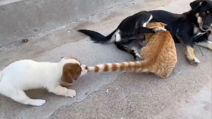 cat funny moment part 1