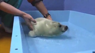 Pertama kali anak anjing laut masuk ke dalam air, reaksinya lucu sekali