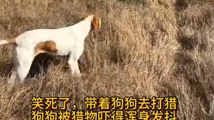 Cười chết mất, dắt chó đi săn, con chó sợ đến mức run bần bật. Hay là thôi, mình đừng làm chó săn nữ