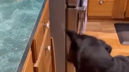 Đã tìm ra cách khiến cả chó và mèo cùng vui vẻ