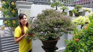 BONSAI PHÚ TÀI 0782211139 GL CÂY KIỂNG ĐẸP ĐỦ LOẠI GÍA PHÙ HỢP 12-5-2024 TÂN BÌNH TP HCM .