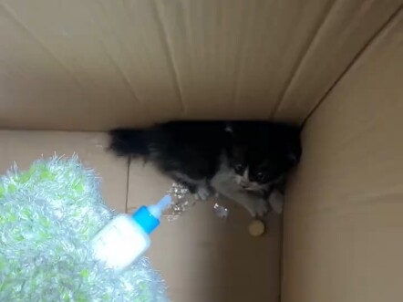 This little gadget is really fierce!