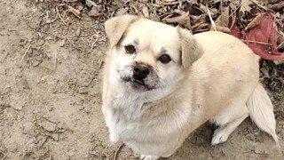 Nó khăng khăng bắt tôi đi theo nó để xem con của nó