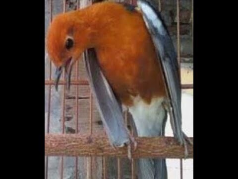 Mempercepat anis merah teler dengan terapi suara ini