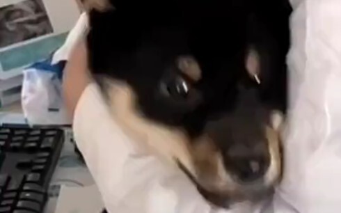 หมา: ฉันไม่สะอาดแล้ว