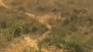 Monster yang tidak bisa hidup di darat maupun air, kuda nil #animalworld #kuda nil #amfibi