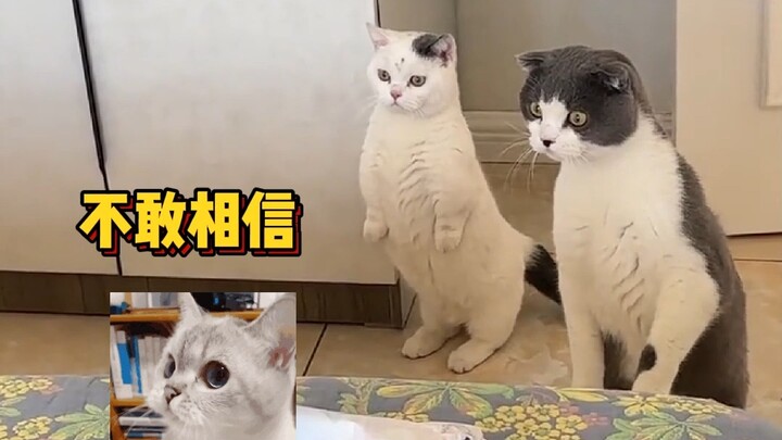 Miaomiao is so, so good; now there’s another little “litter‑scooping” assistant in the house.