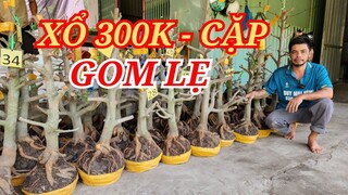 📞 DUY 0384834321 PHÔI MAI ĐẾ ĐẸP XỔ RẺ 2 CÂY 300K GOM LẸ BAO SHIP 14/06/2024 | Bến Tre Ơi