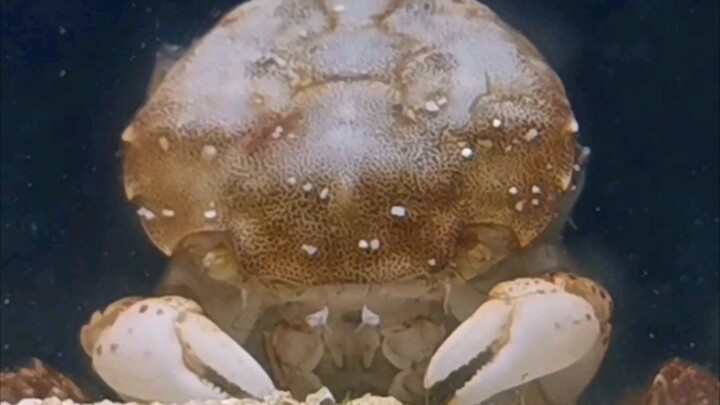 The crab is tough and has molted again—this time, I captured the entire process on camera!