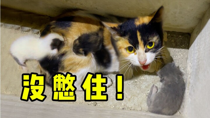 A calico cat got trapped in a ventilation shaft and, unable to hold it in any longer, actually gave 