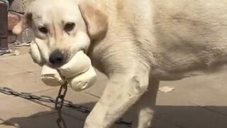 Anjing: Kawan, makan dan minum sedikit kan enggak masalah, 'kan?