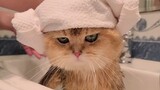 Một công cụ tắm cho mèo hoàn hảo "quả cam trên đầu" thật hoàn hảo!