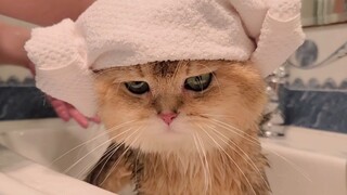 Cat taking a shower