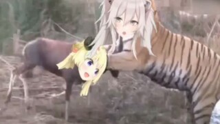 [Curly-horned Mianya VS Lion White Peony] Just a lion, watch WTM slide a shovel