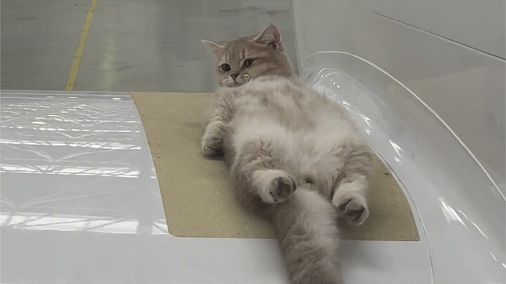 Kucing kecil menjajal seratus jenis profesi: konsultan penjualan pesawat