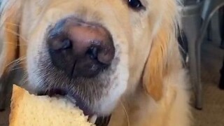 狗狗只吃一小口挑战....小心翼翼的样子好可爱~