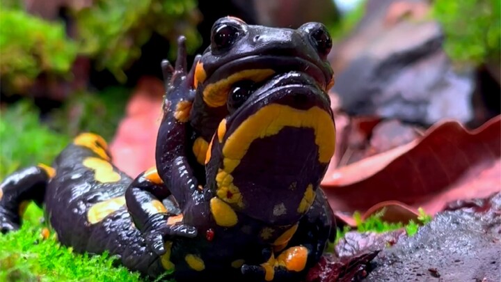 Fire Salamander Gives Birth!