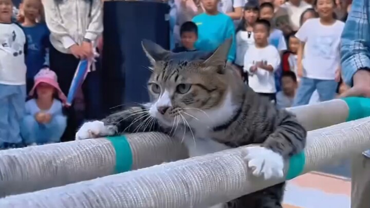 Bintang utama di akuarium ternyata adalah seekor kucing