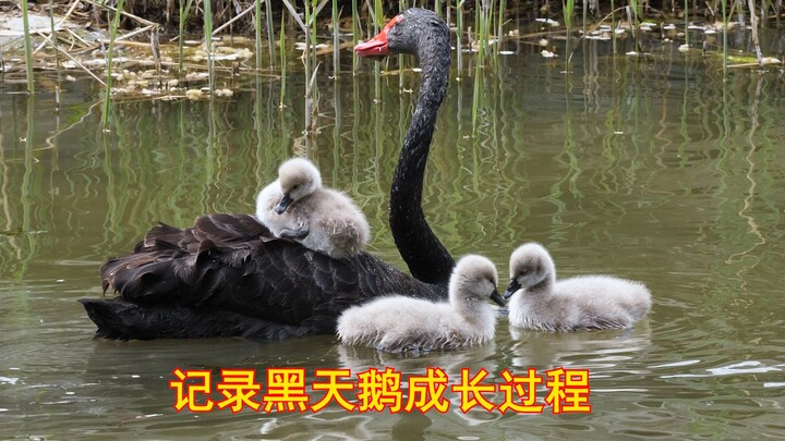 Black Swan: A lazy little cygnet sits on its mother’s back, creating a heartwarming and affectionate
