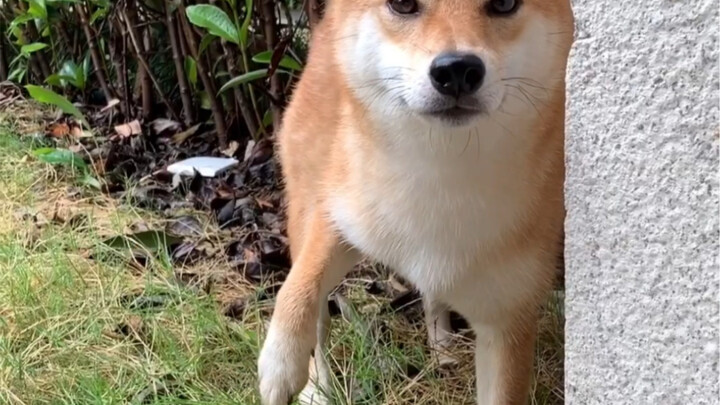 Anjing Shiba paling cengeng sepanjang masa: enggak mau kaki basah saat hujan!