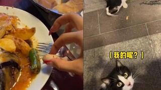 土耳其吃饭现状：猫咪“左右夹击”讨吃，网友：越喂来的越多