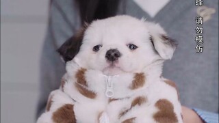 流水的舔狗，铁打的一无所有