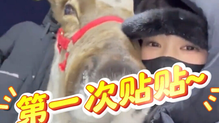 The Harbin Culture and Tourism Bureau has talked to all the animals, hahahahahaha! Once I'm healed, 