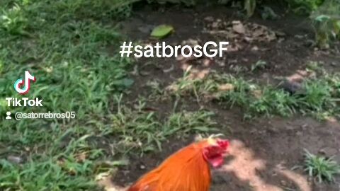 #satbrosgf