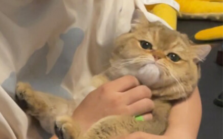 Sikap suka membanding-bandingkan kucing memang sangat kuat, ya?